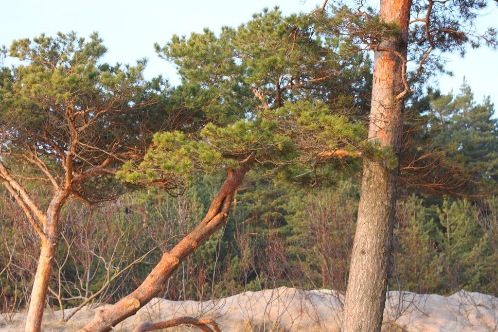 Forest Apartment Palanga Exteriér fotografie